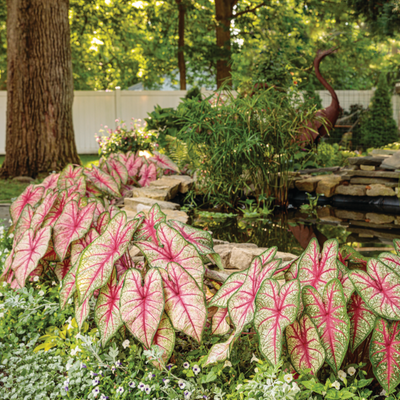 Heart to Heart 'Bottle Rocket' Sun or Shade Caladium in use.