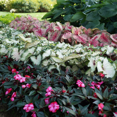 Heart to Heart 'Bottle Rocket' Sun or Shade Caladium in use.