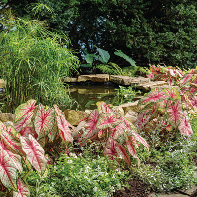 Heart to Heart 'Bottle Rocket' Sun or Shade Caladium in use.