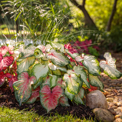 Heart to Heart 'Bold 'N Beautiful' Sun or Shade Caladium in use.