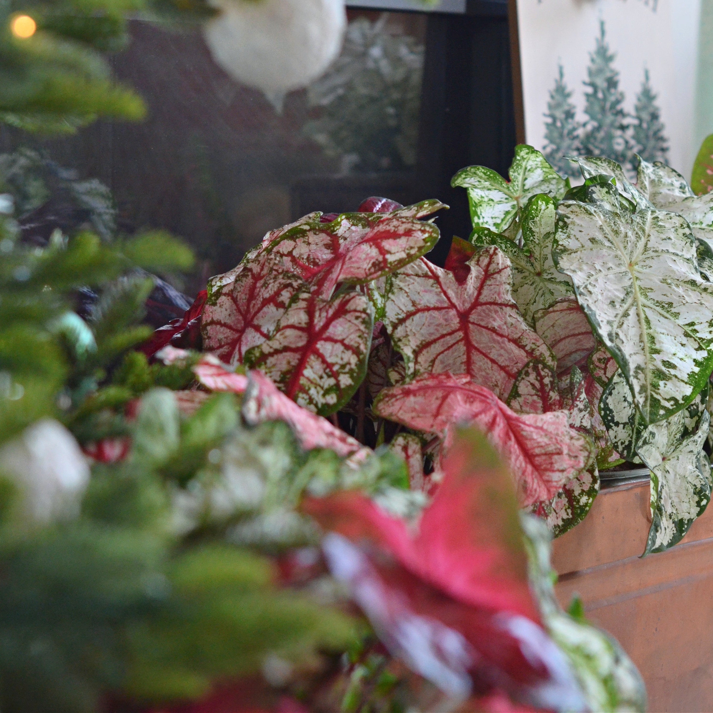 Sun or Shade Caladium | Heart to Heart® 'Bottle Rocket' | Proven