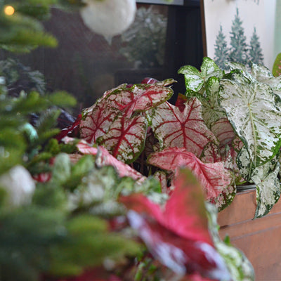 Heart to Heart 'Bottle Rocket' Sun or Shade Caladium in use.