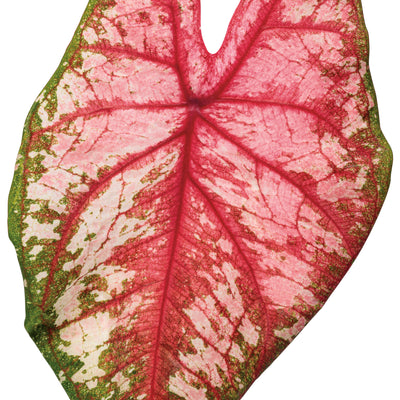 Heart to Heart® 'Bottle Rocket' Sun or Shade Caladium (Caladium hortulanum)