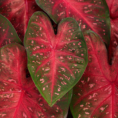 Heart to Heart Fast Flash Sun or Shade Caladium up close.