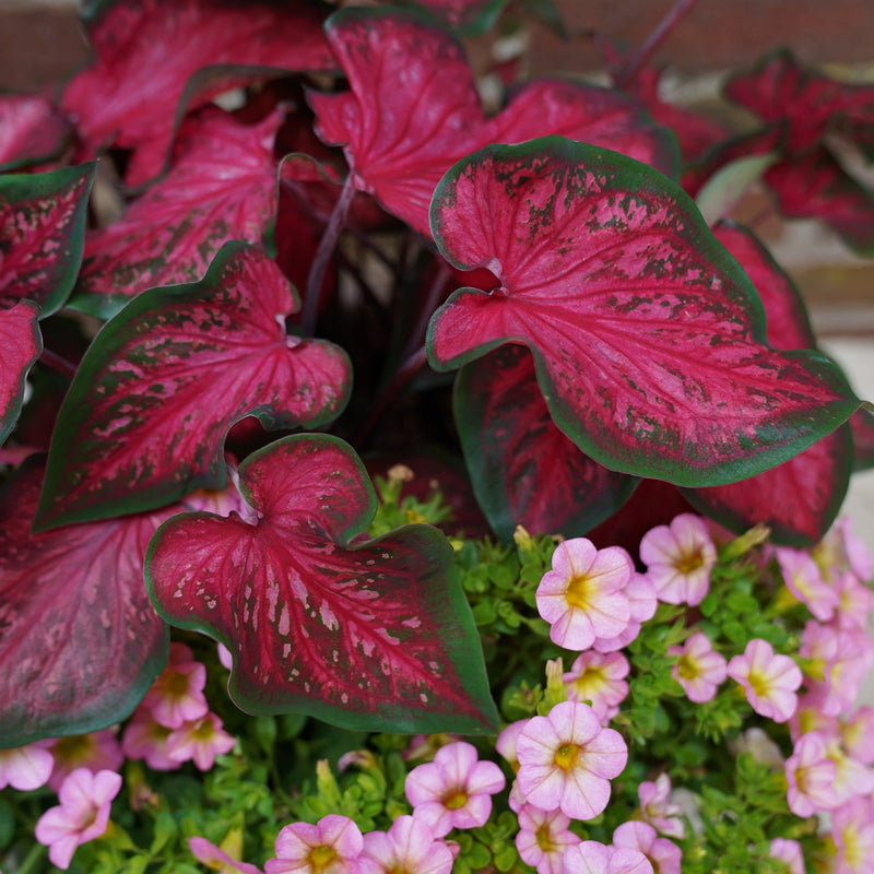 Heart to Heart Fast Flash Sun or Shade Caladium up close.