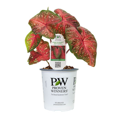 Limited Edition Royale | Heart to Heart® Fast Flash™ Christmas Caladium