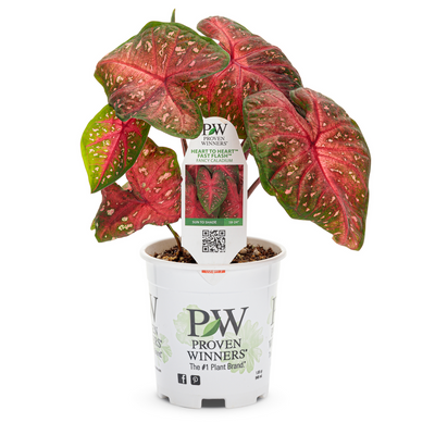 Heart to Heart Fast Flash Caladium in pot.