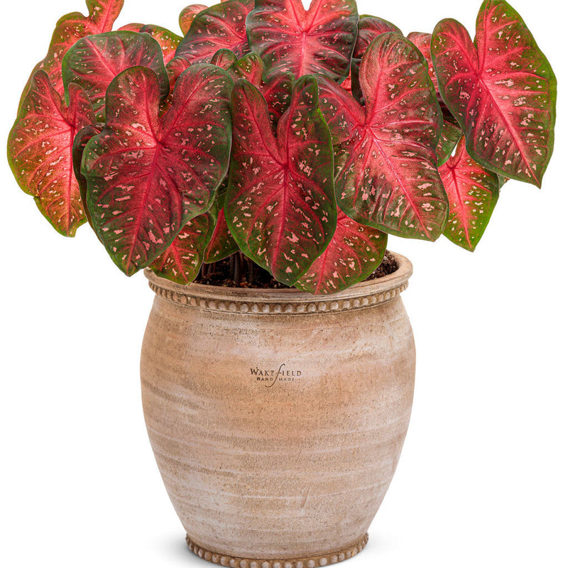 Heart to Heart Fast Flash Sun or Shade Caladium in use.