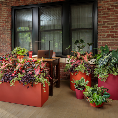 Heart to Heart Fast Flash Sun or Shade Caladium in use.