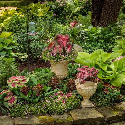 Heart to Heart 'Lemon Blush' Shade Caladium in use.