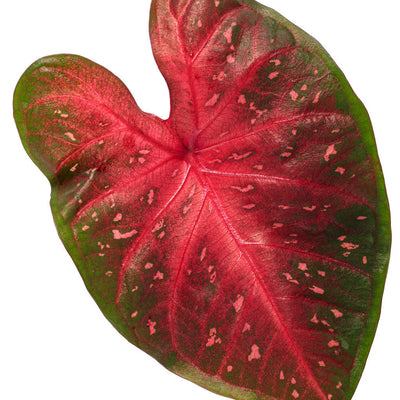 Heart to Heart Fast Flash Sun or Shade Caladium in macro.