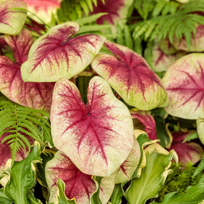 Heart to Heart 'Lemon Blush' Shade Caladium up close.