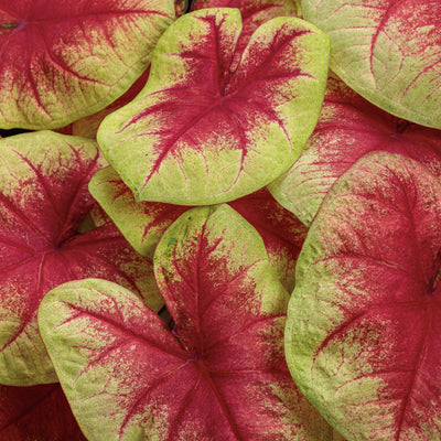 Heart to Heart® 'Lemon Blush' Shade Caladium close up.