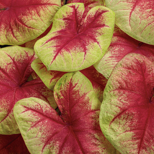 Heart to Heart® 'Lemon Blush' Shade Caladium