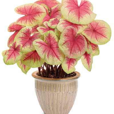 Heart to Heart® 'Lemon Blush' Shade Caladium (Caladium hortulanum)