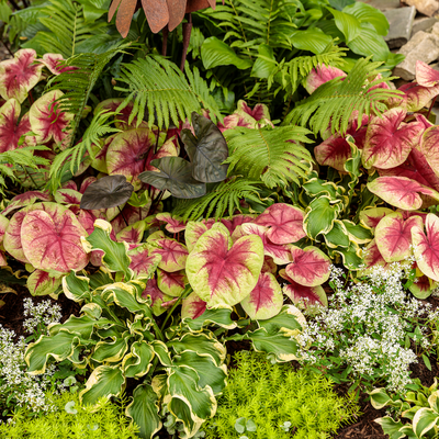 Heart to Heart 'Lemon Blush' Shade Caladium in use.