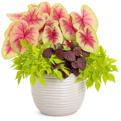 Heart to Heart® 'Lemon Blush' Shade Caladium in use.