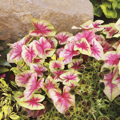 Heart to Heart® 'Lemon Blush' Shade Caladium in use.