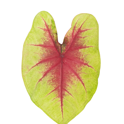 Heart to Heart® 'Lemon Blush' Shade Caladium (Caladium hortulanum)