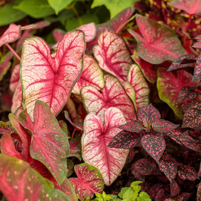 Heart to Heart 'Radiance' Sun or Shade Caladium up close.