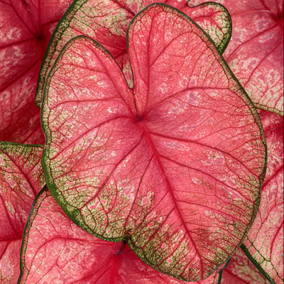 Heart to Heart 'Radiance' Sun or Shade Caladium up close.