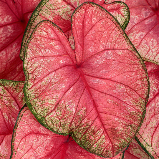 Limited Edition Royale | Heart to Heart® 'Radiance' Christmas Caladium