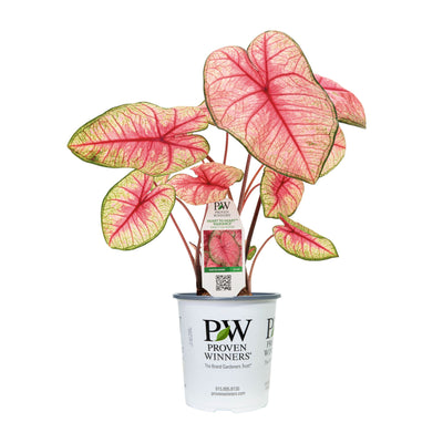 Limited Edition Royale | Heart to Heart® 'Radiance' Christmas Caladium