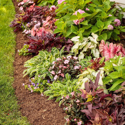 Heart to Heart 'Radiance' Sun or Shade Caladium in use.