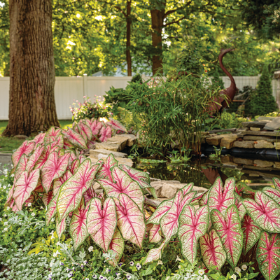 Heart to Heart 'Radiance' Heart to Heart 'Radiance' Sun or Shade Caladium in use.