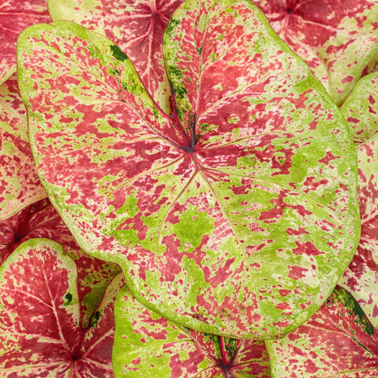 Heart to Heart® 'Raspberry Moon' Shade Caladium