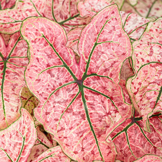 Heart to Heart® 'Splash of Wine' Shade Caladium