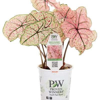 Heart to Heart 'Splash of Wine' Shade Caladium in container.
