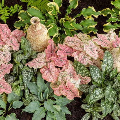 Heart to Heart 'Splash of Wine' Heart to Heart 'Splash of Wine' Shade Caladium in use.