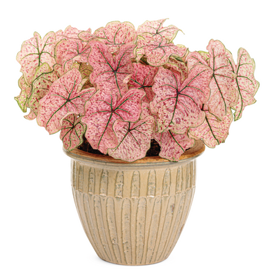 Heart to Heart 'Splash of Wine' Heart to Heart 'Splash of Wine' Shade Caladium in use.