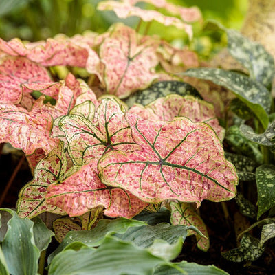 Heart to Heart 'Splash of Wine' Shade Caladium in use.