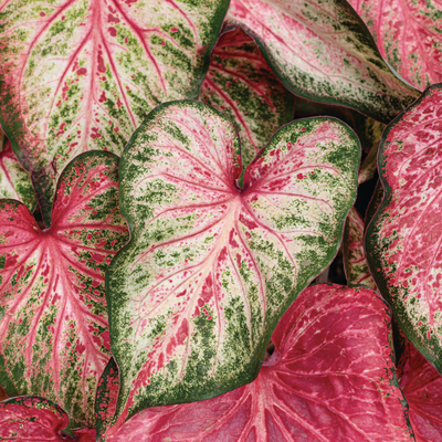 Heart to Heart 'Blushing Bride' Sun or Shade Caladium up close.