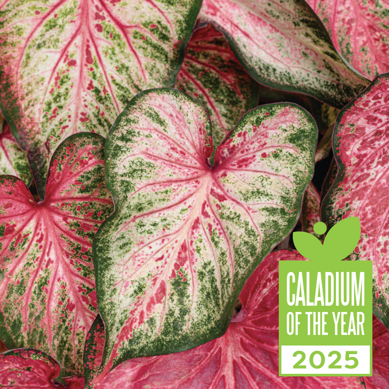 Heart to Heart Blushing Bride Caladium close up with 2025 Caladium of the Year badge.