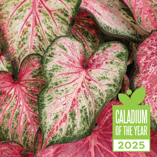 Heart to Heart® 'Blushing Bride' Sun or Shade Caladium