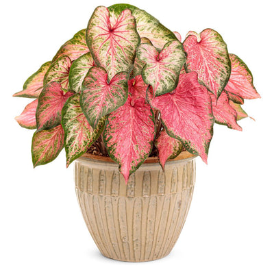 Heart to Heart® 'Blushing Bride' Sun or Shade Caladium (Caladium hortulanum)