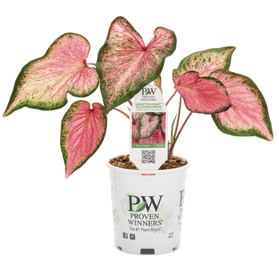 Heart to Heart 'Blushing Bride' Sun or Shade Caladium in container.