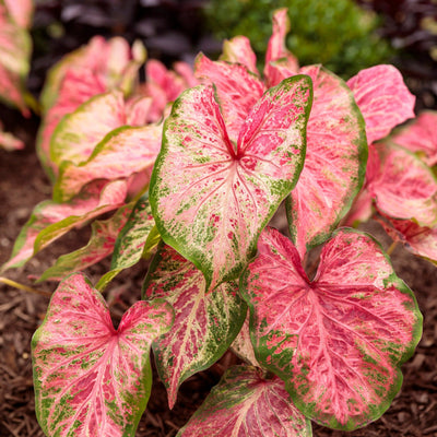 Heart to Heart 'Blushing Bride' Sun or Shade Caladium in focus.