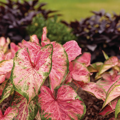 Heart to Heart 'Blushing Bride' Sun or Shade Caladium in use.