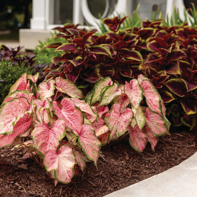 Heart to Heart 'Blushing Bride' Sun or Shade Caladium in use.