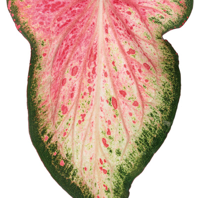 Heart to Heart® 'Blushing Bride' Sun or Shade Caladium (Caladium hortulanum)