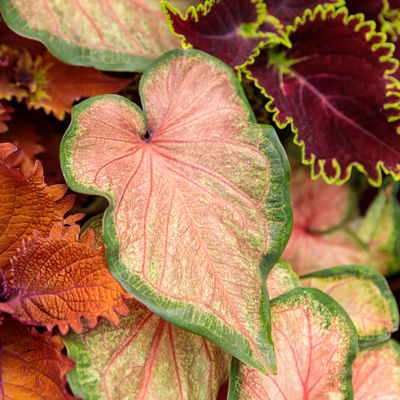 Heart to Heart 'Chinook' Sun or Shade Caladium up close.