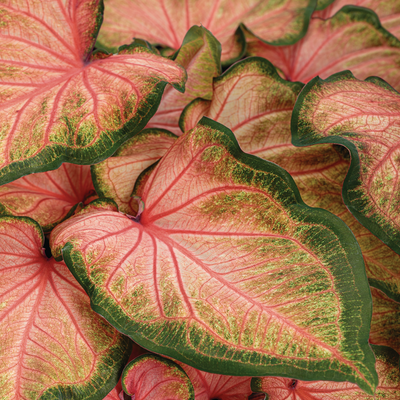 Heart to Heart 'Chinook' Sun or Shade Caladium up close.