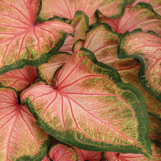 Heart to Heart® 'Chinook' Sun or Shade Caladium