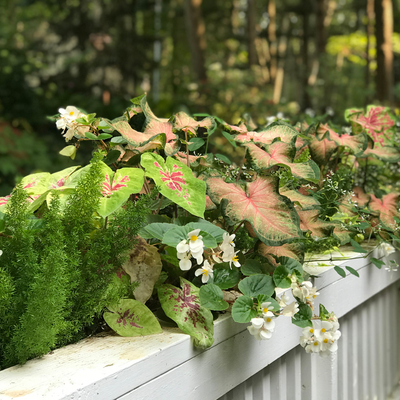 Heart to Heart 'Chinook' Sun or Shade Caladium in use.