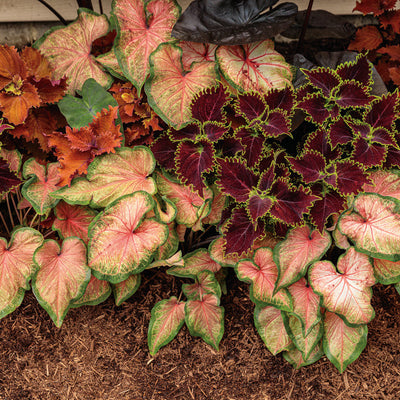 Heart to Heart 'Chinook' Sun or Shade Caladium in use.