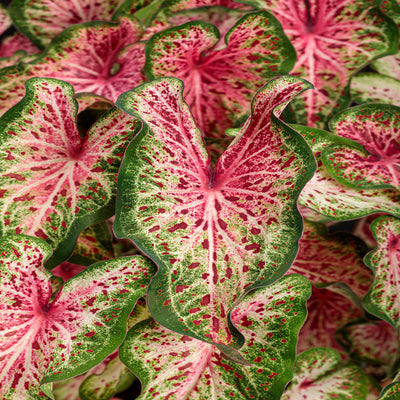 Heart to Heart 'Heart and Soul' Sun or Shade Caladium up close.